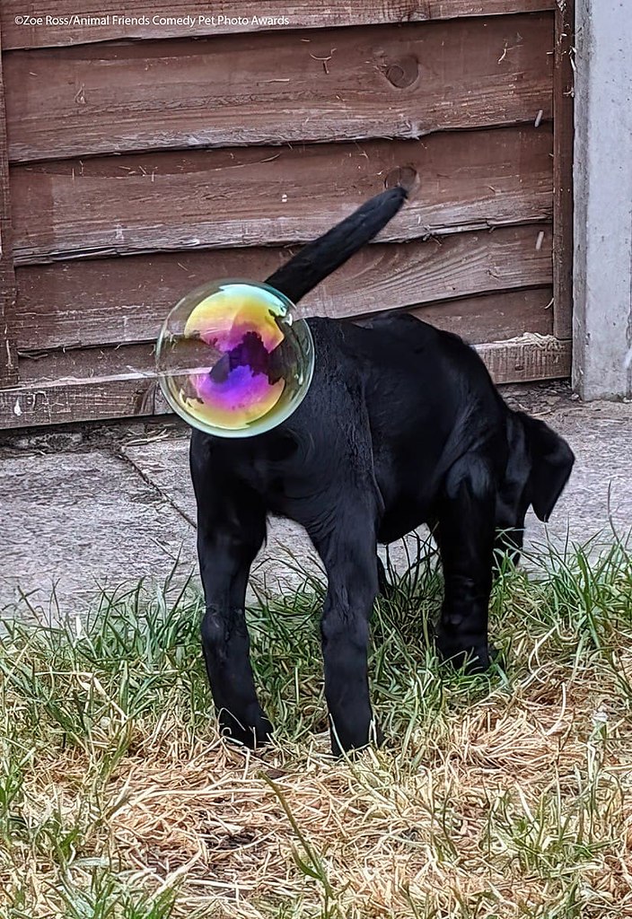 Comedy Pet Photo Awards   .      ,  ... - 5