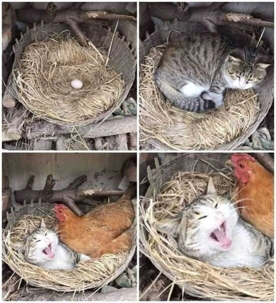 O ,    )