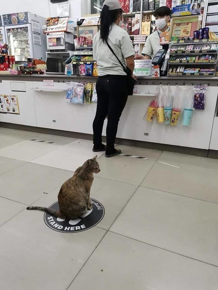       ))