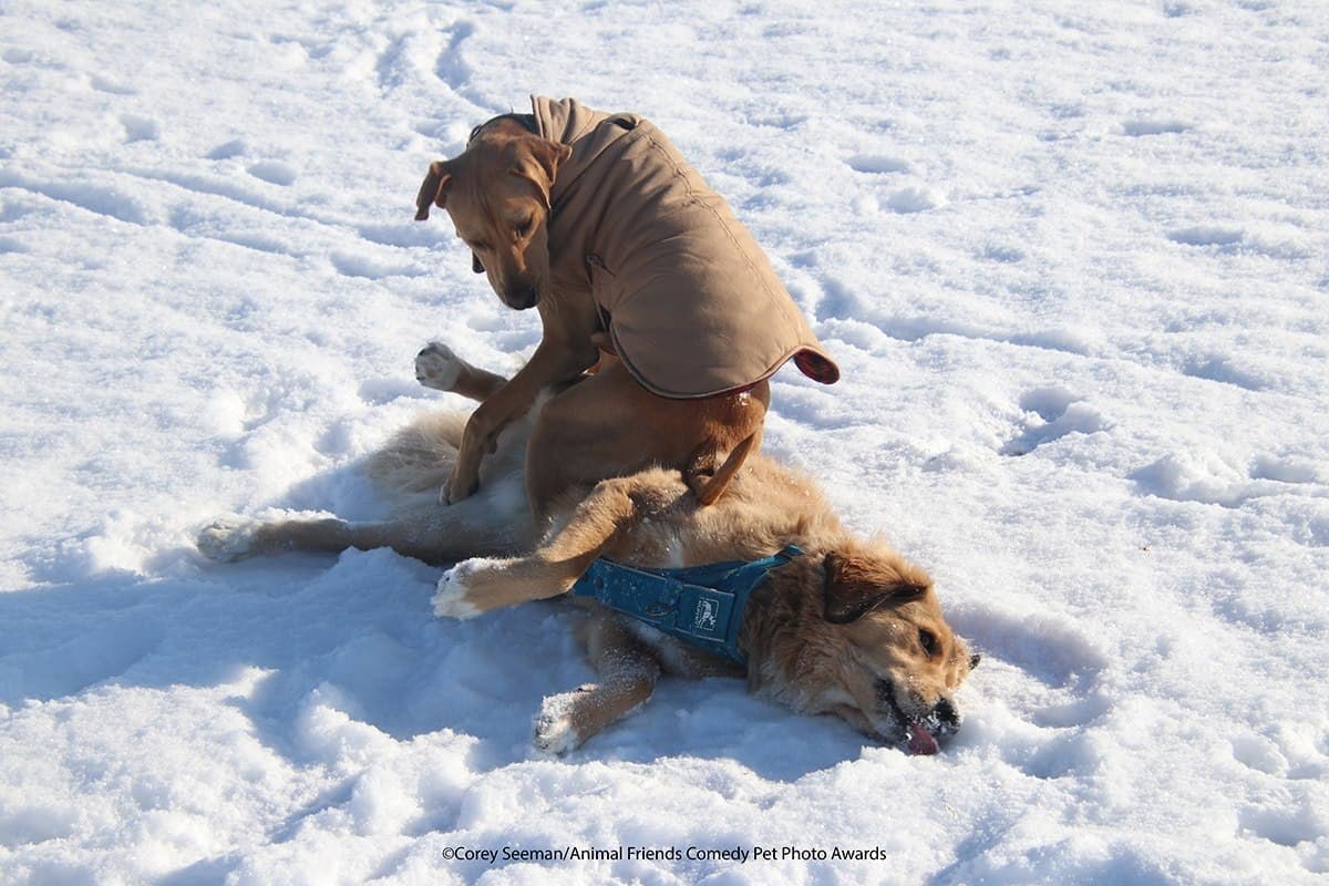 Comedy Pet Photo Awards   .      ,  ... - 4