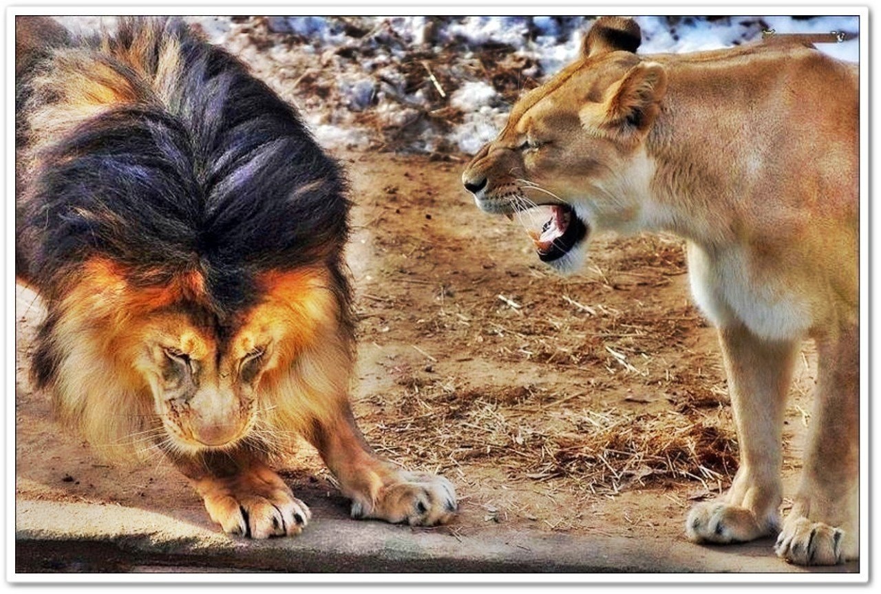 Это там... за порогом, ты — царь зверей! А здесь — не рычи, когда жена говорит...