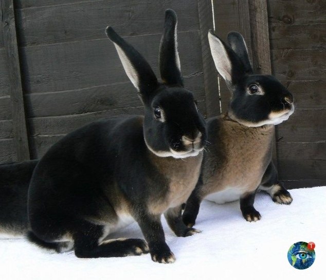 epo-pe po opo pec. a a opac aco?