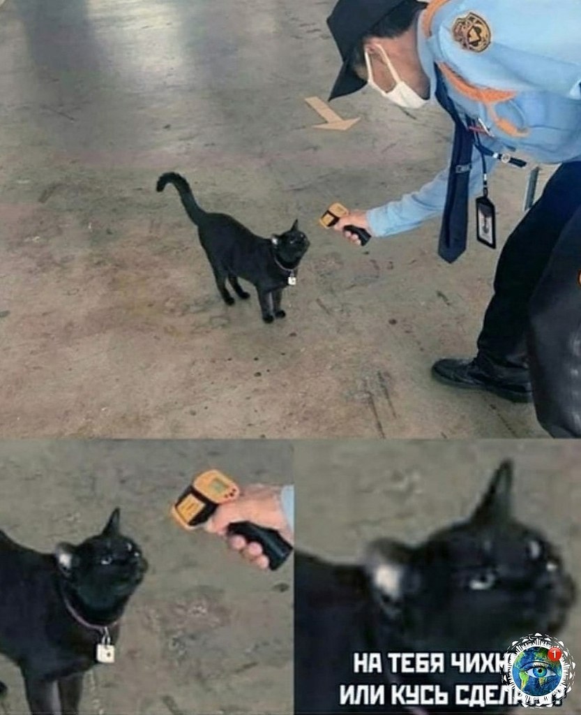 oe a  oop opaa. animalhappy aea