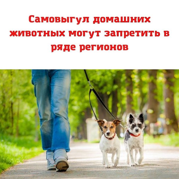Скоро появятся новые требования к содержанию и выгулу домашних животных! WORLD