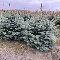 ���� ����, �������, 48 ��� - ��������� 5 ������ 2023