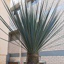  Galla, , 68  -  23  2022    