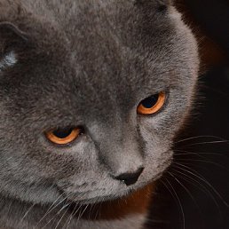 ���� �������, �����, 61 ��� - ��������� 27 ������ 2022