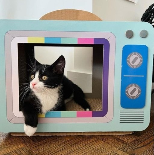 Cat TV