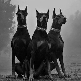 �����, ������, 30 ���