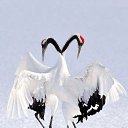  Ann Ann,  -  13  2022    