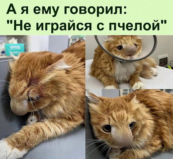 Теперь на всю жизнь запомнит, что нюхать жёлтых полосатых мух это очень больно