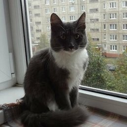 ������, ������, 56 ���