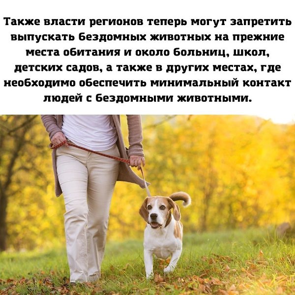 Скоро появятся новые требования к содержанию и выгулу домашних животных! WORLD - 3