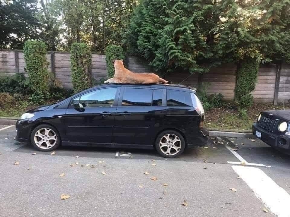     ! ,     )