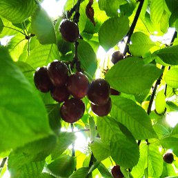 ���� �����, �������, 55 ��� - ��������� 11 ���� 2022