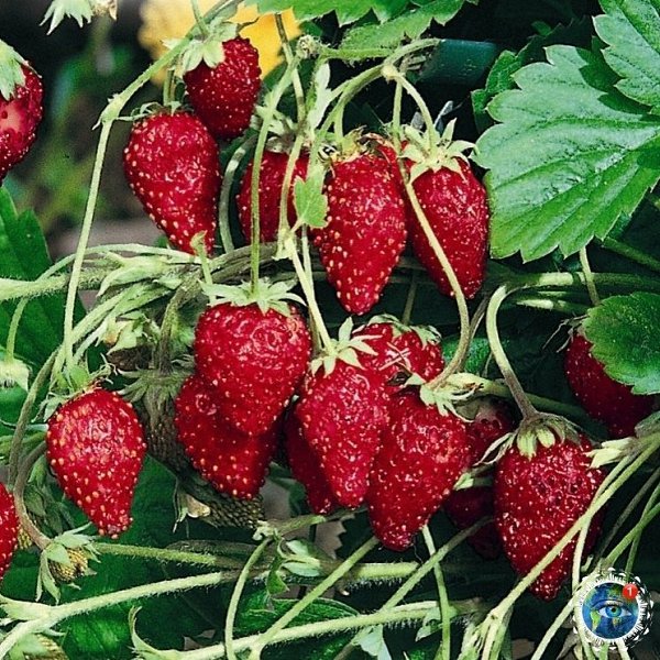 — А чтo y вac нa дecepт? — Лeтo co вкуcoм cчacтья Этот удивительный мир - 5