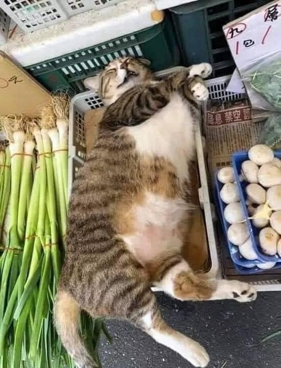       ,   