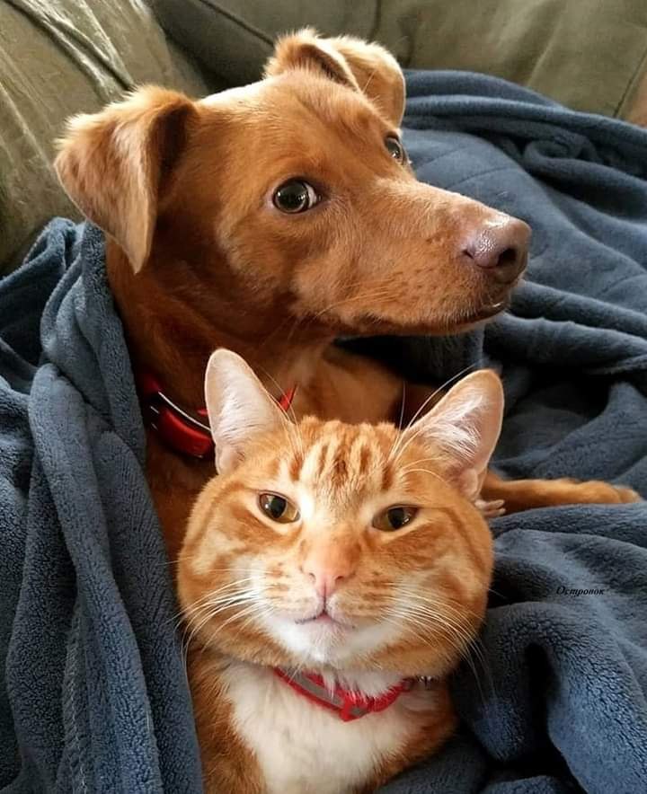  , ,   , (  ,  ), ,      ...