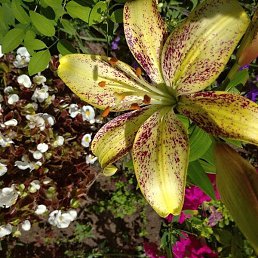 ������, �������, 62 ����