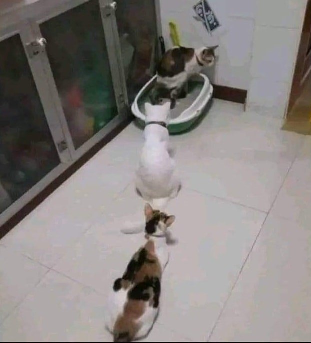 5 .     )))