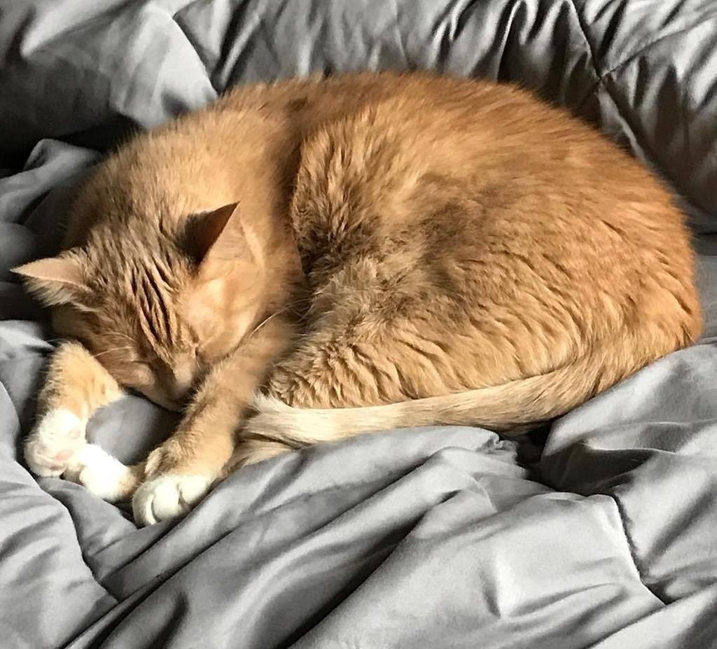 Название catnap help dogday to sleep. Sleeping cat. cat nap гигант. cat sleeping rich. как выглядит cat nap.