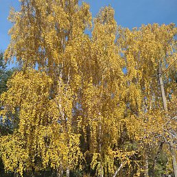 �����, ���������, 54 ����