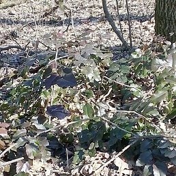 Genriks, ������, 30 ���