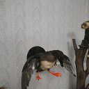 ������ ���� �� ������� ���� ������