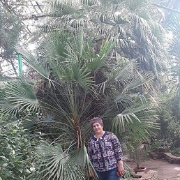 �������, �������������, 68 ���