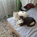 ���� ��������, �����, 72 ���� - ��������� 28 ���� 2022 � ������ ���� ����������