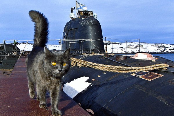 ЧЕТЫРЕХЛАПЫЕ МАТРОСЫ.Мало кто знает, что на большинстве кораблей Военно-морского флота России ... - 3
