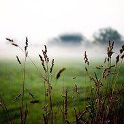 �������, 41 ���, ������ ��������