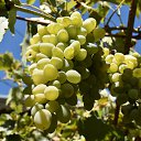  , , 84  -  23  2022   .