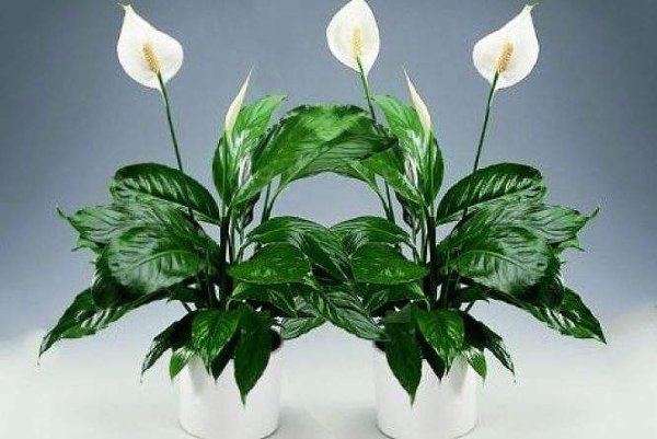 10 комнатных растений, которые приносят семье счастье, покой и умиротворение.Большинство людей ...