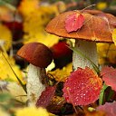 ���� �����, ������������ - ��������� 8 �������� 2022 � ������ �������