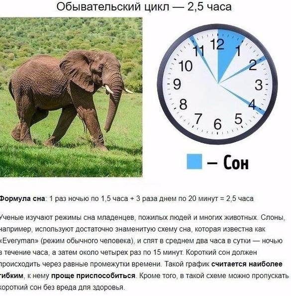 а выспаться за 2 часа: режи Саьвадора Даи.Надо думать, чтоб разбогатеть, но никак не наоборот. - 2