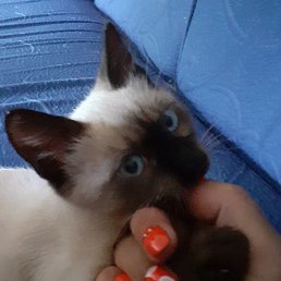 �����, �����-���������, 52 ����