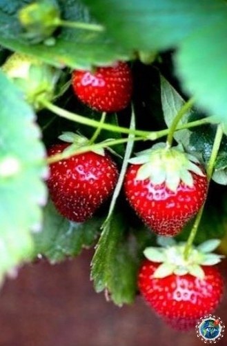 — А чтo y вac нa дecepт? — Лeтo co вкуcoм cчacтья Этот удивительный мир - 6