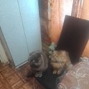 ���� ������, �����, 60 ��� - ��������� 14 ���� 2022 � ������ ���� ����������