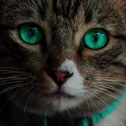 �����, ���������, 47 ���