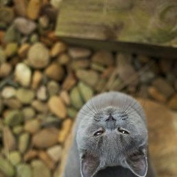 ������, �������, 46 ���