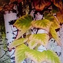  , -, 39  -  27  2022    