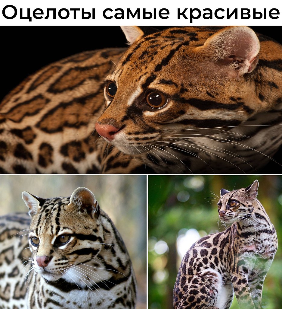 Как же многообразен животный мир Южной Америки! Почти по всему континенту распространены и вот такие ...