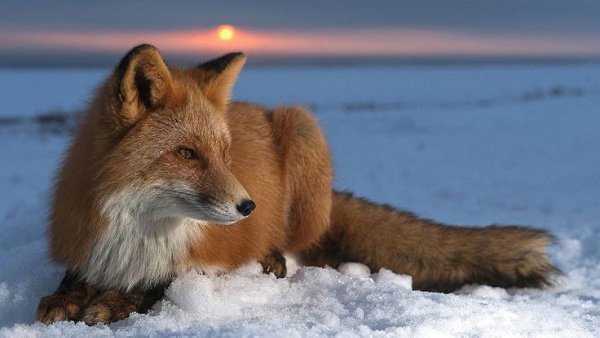 30 января – Антон перезимник. Антонина. Перезимье – половина зимы по народному календарю. Говорили: ...