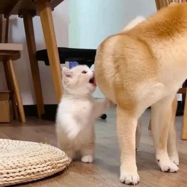   )))