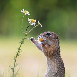 ����, ���������, 56 ���