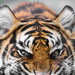 �����, ����������, 40 ���