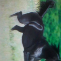 ������, ����