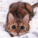 ���� �����, ����������, 48 ��� - ��������� 13 ������� 2022 � ������ ���� ����������