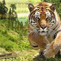 �����, ������������, 63 ����